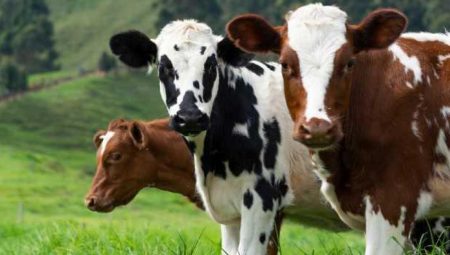 Siirt’e hayvan giriş ve çıkışları yasaklandı!